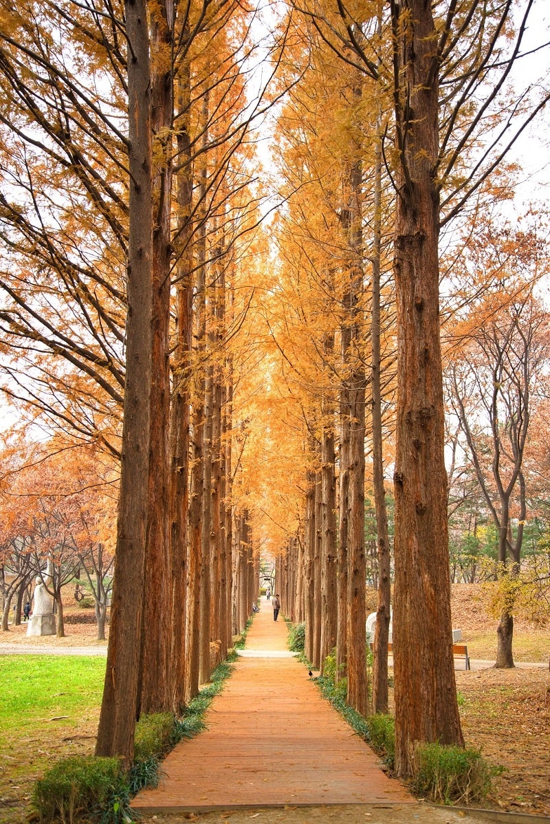 Chiêm ngưỡng mùa thu Hàn Quốc đẹp như bức tranh vẽ