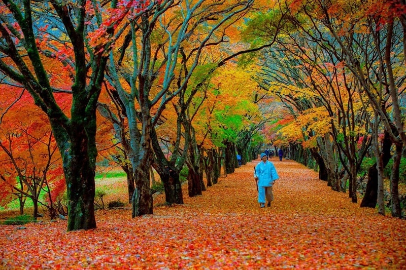 vẻ đẹp trọn vẹn của sắc lá phong giao mùa hơn tại Naejangsan