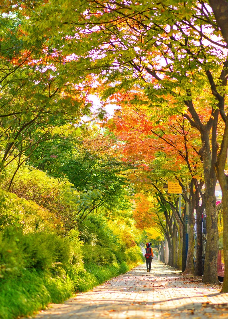 mùa thu lá vàng Hàn Quốc