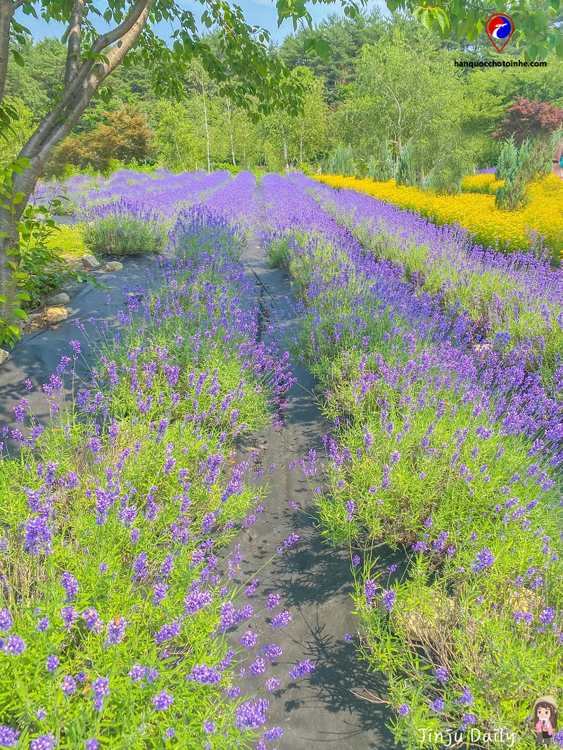 Hani Lavender Farm