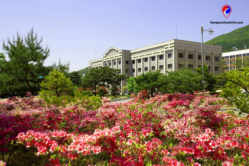 Trường Đại học Daejin
