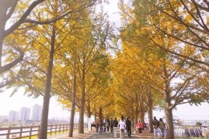 Asan Gingko Tree Road con đường lãng mạn trong những ngày thu