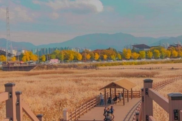 Rực rỡ sắc vàng mùa thu tại đầm lầy Dalseong tỉnh Daegu