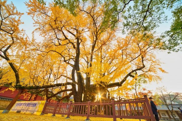 Munmyo Ginkgo Tree cây ngân hạnh hơn 500 tuổi nằm trong khuôn viên Đại học Sungkyunkwan