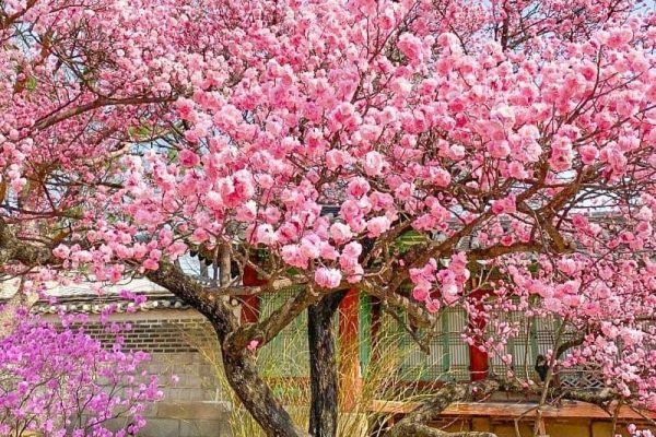 Ngắm hoa mai hồng nở rộ tại cung điện Changdeokgung