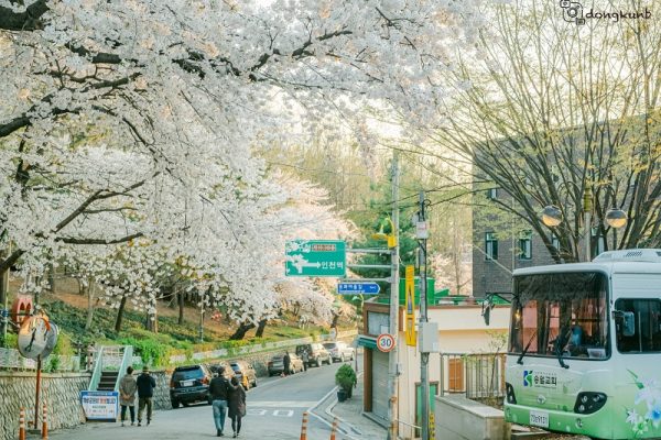 Công viên Jayu Park địa điểm ngắm hoa anh đào đẹp nhất Incheon
