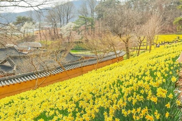 Cánh đồng hoa thủy tiên nở bạt ngàn ở Seosan Yugi-Bang House