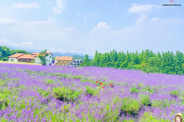 Hani Lavender Farm trang trại Lavender lớn và đẹp nhất Hàn Quốc
