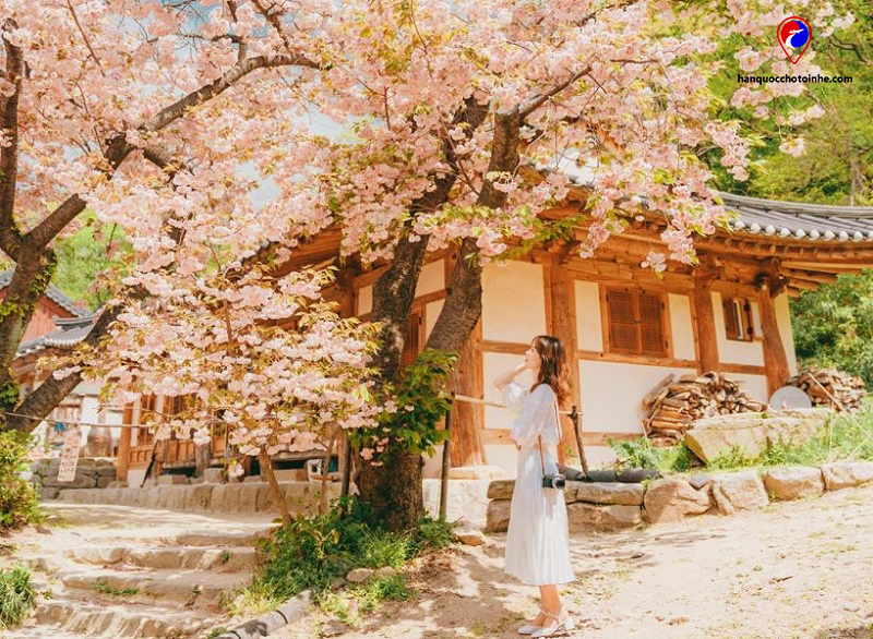 TOP 5 kinh nghiệm và địa điểm du lịch Hàn Quốc tháng 5 đẹp nhất