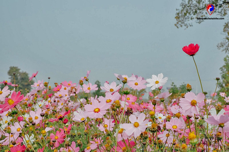 Lễ hội hoa cosmos