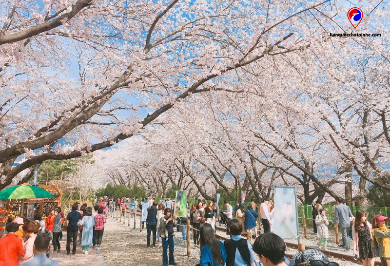 Lễ hội hoa anh đào đảo Jeju