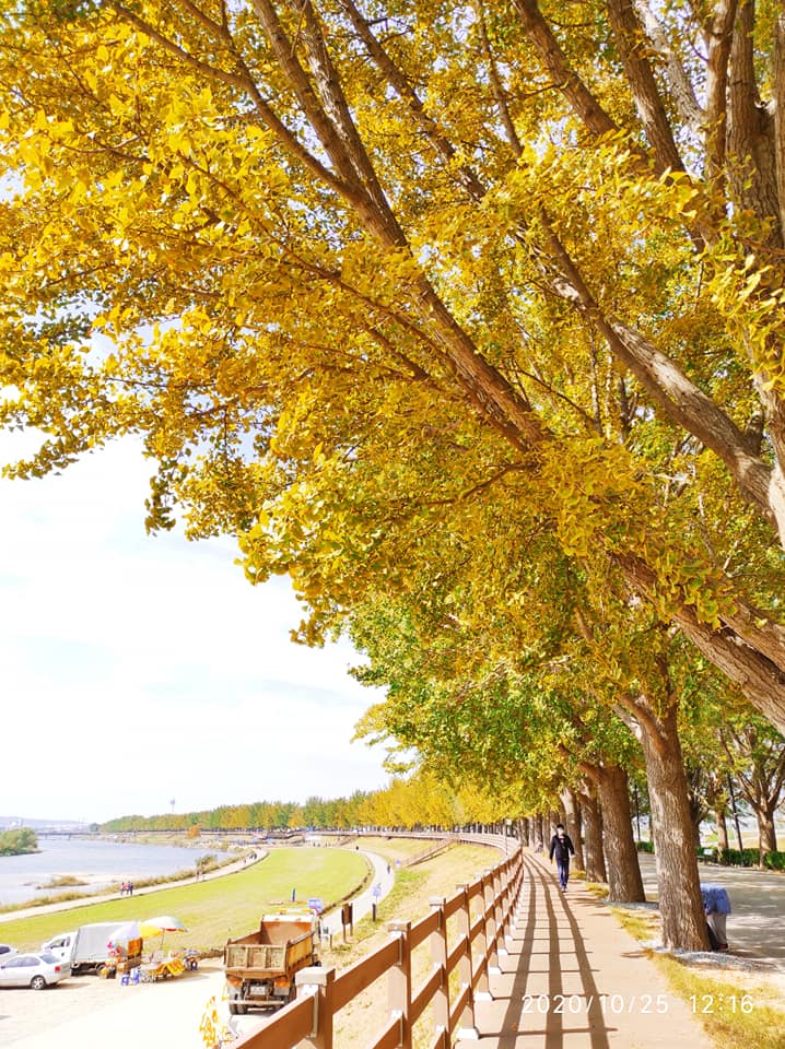 Địa điểm ngắm lá vàng những ngày vào thu