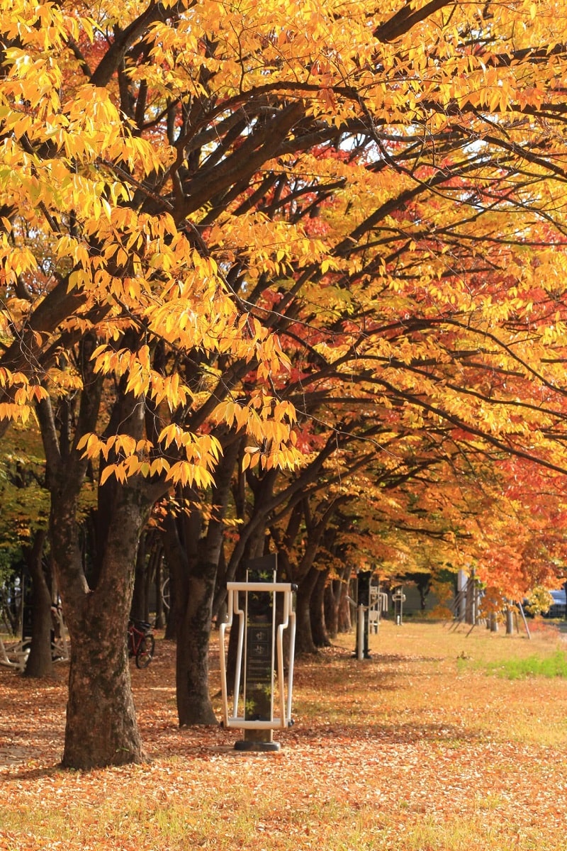 Mùa thu Daegu đẹp đến nao lòng