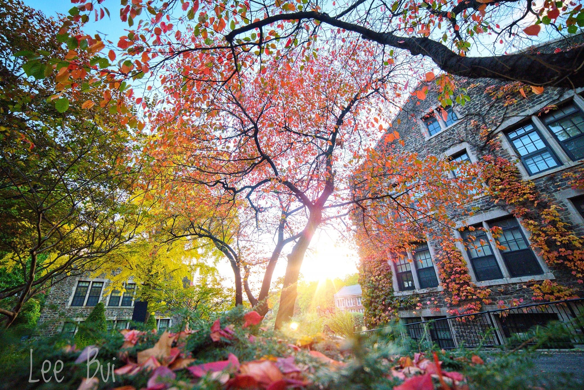 Khung cảnh lãng mạn bên trong Yonsei