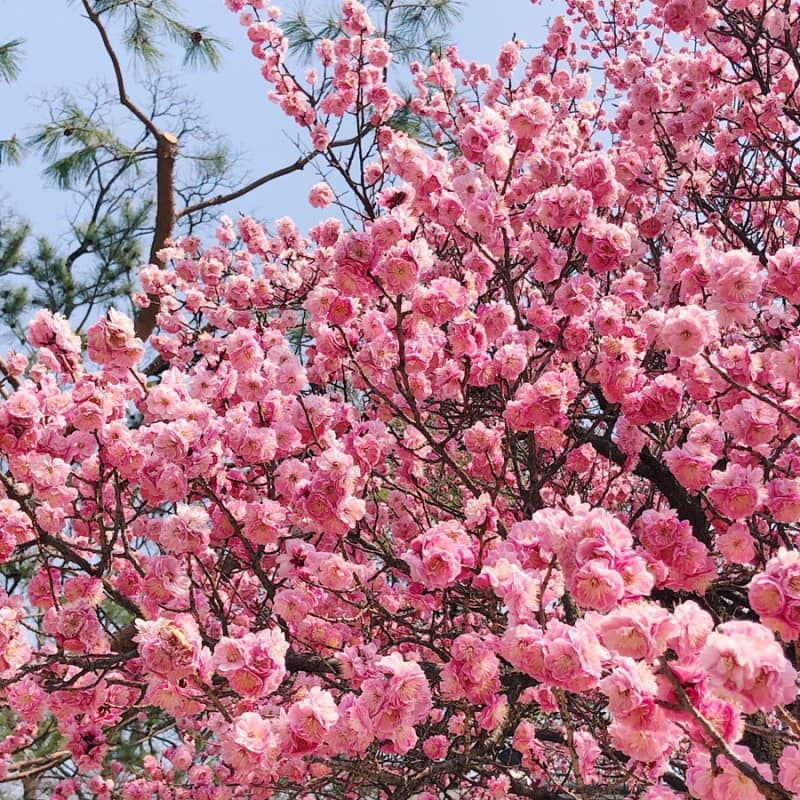 Tạo nên khung cảnh tuyệt đẹp