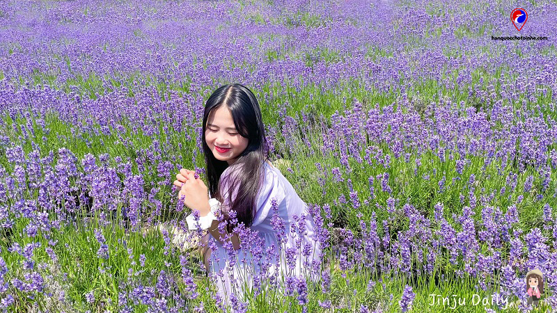 Lavender trải dài khắp trang trại