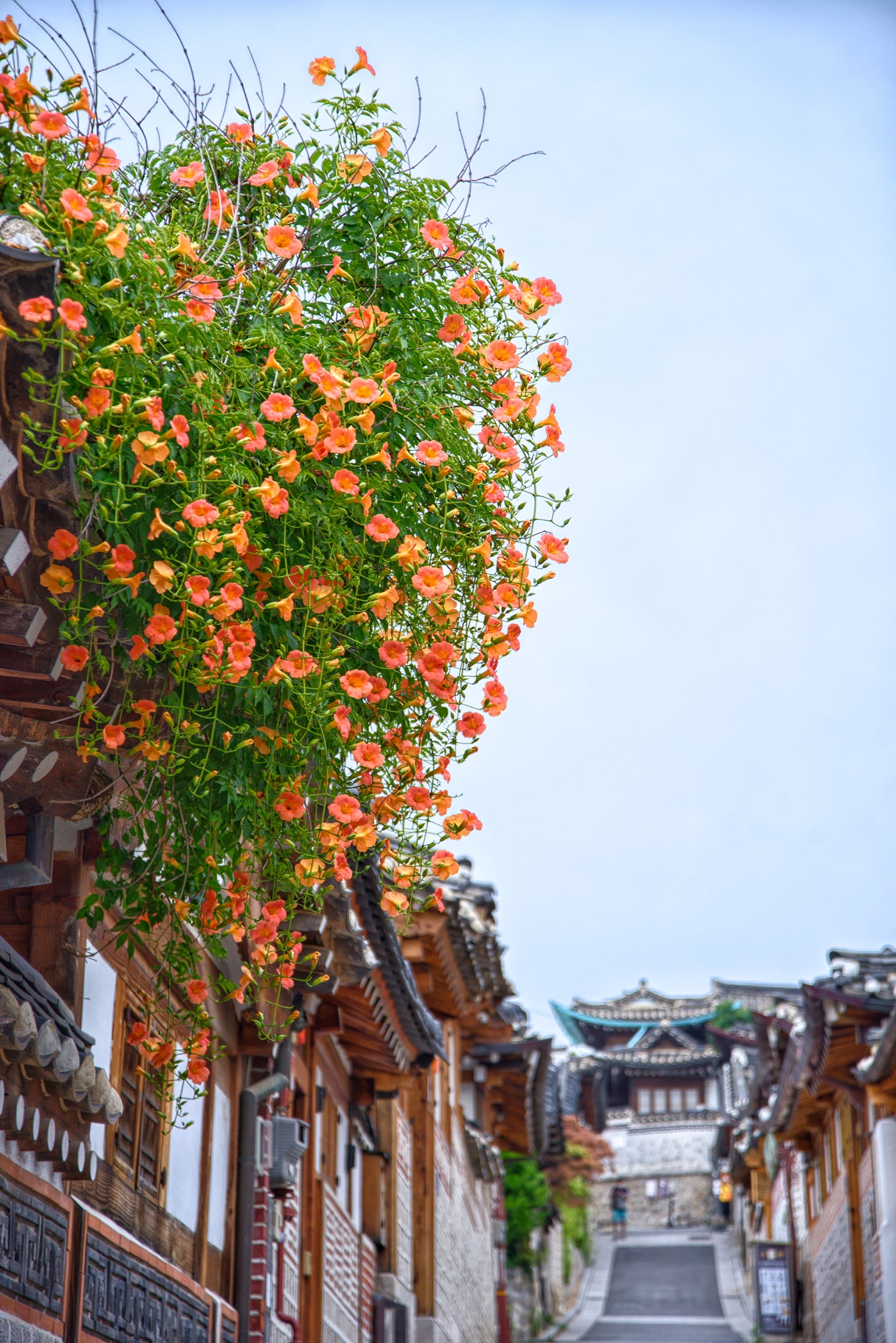 Hanok Bukchon ngôi làng cổ lâu đời