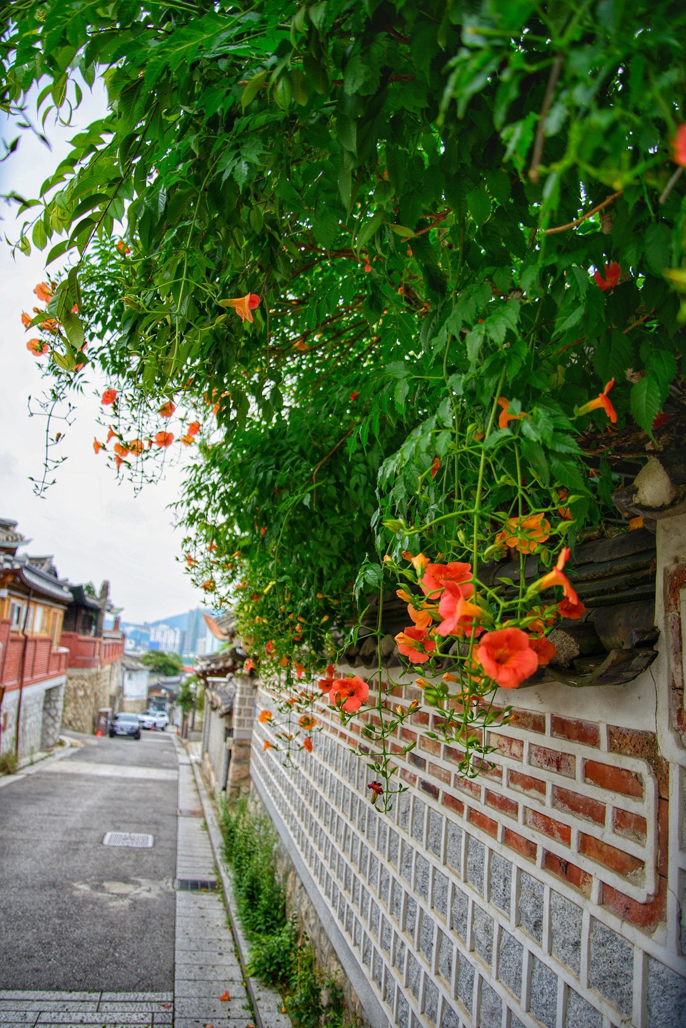 Hanok Bukchon với nhiều ngôi nhà xưa cũ